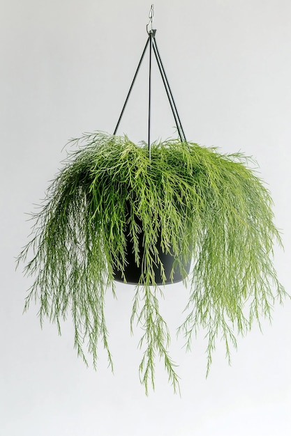 Asparagus Fern Hanging Plant