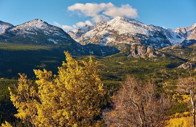 Aspen gaj jesienią w Górach Skalistych