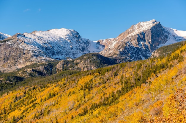 Aspen gaj jesienią w Górach Skalistych