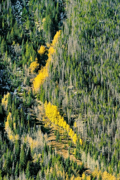 Aspen gaj jesienią w Górach Skalistych