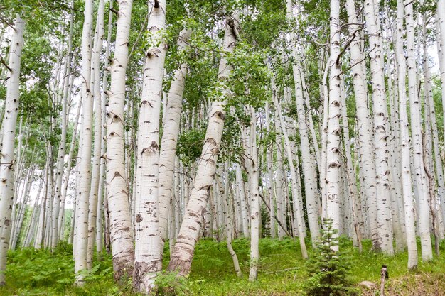 Aspen Las W Pobliżu Crested Butte W Stanie Kolorado.