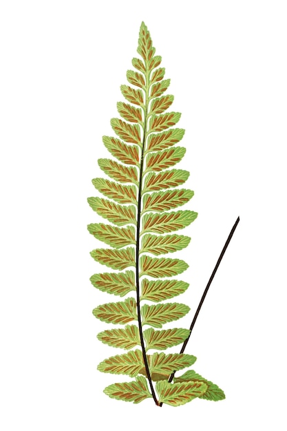Asplenium Marinum Sea Spleenwort ilustracja liści paprocia przezroczysty png