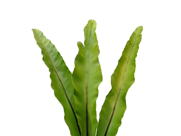 Asplenium nidus roślina na białym tle