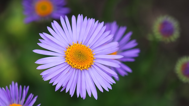 Aster alpejski aster alpinus piękne fioletowe kwiaty z pomarańczowym środkiem w ogrodzie