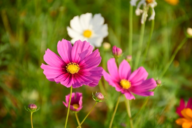 Zdjęcie aster meksykański lub cosmos bipinnatus cav w jasnym świetle słońca