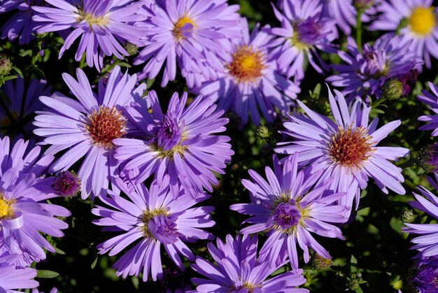 Aster niebieski Aster dumosus