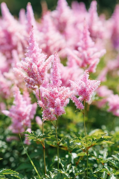 Astilbe arendsii miękkie różowe kwiaty w letnim ogrodzie Sezonowe ogrodnictwo