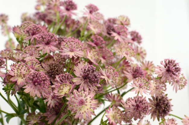 Astrantia kwiat dla tła