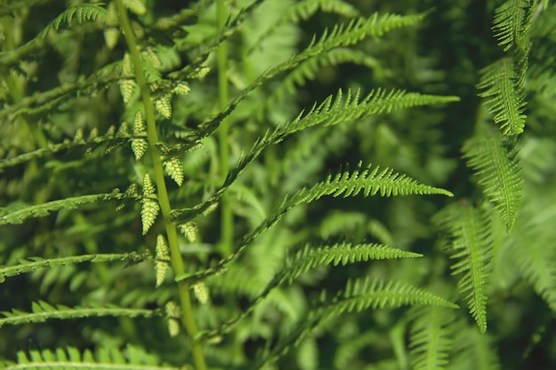 Zdjęcie athyrium filix-femina lub pospolita paproć z bliska. młode świeże liście paproci. tło natury