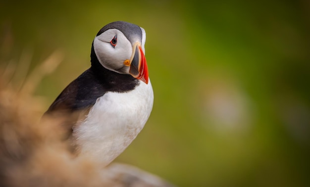 Atlantic puffin Fratercula arctica na skale na wyspie Runde w Norwegii Jest to jedyny puffin pochodzący z Oceanu Atlantyckiego