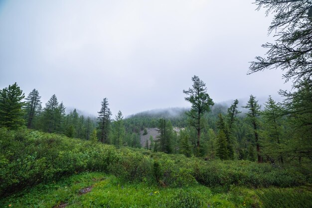 Atmosferyczny krajobraz leśny z drzewami iglastymi w niskich chmurach w deszczowej pogodzie Czarna gęsta mgła w ciemnym lesie pod szarym chmurnym niebem w deszczu Tajemniczy krajobraz z lasem iglastym w gęstej mgle