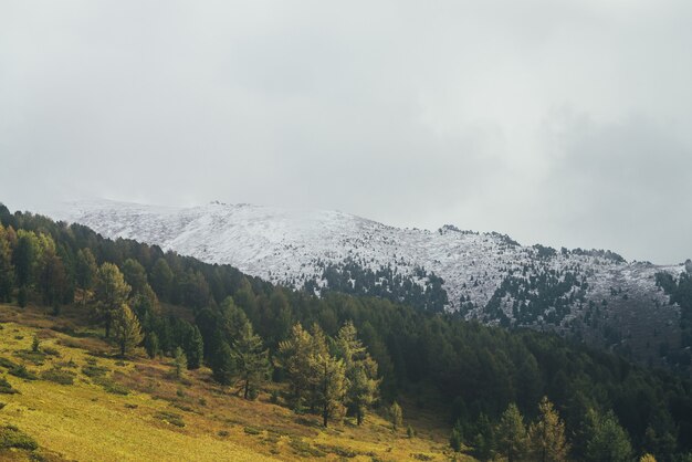 Atmosferyczny krajobraz z jesiennym lasem z żółtymi modrzewiami na zboczu góry w złotym słońcu na tle wysokiej ośnieżonej góry w niskich chmurach. Piękna góra w śniegu pod deszczowymi chmurami.