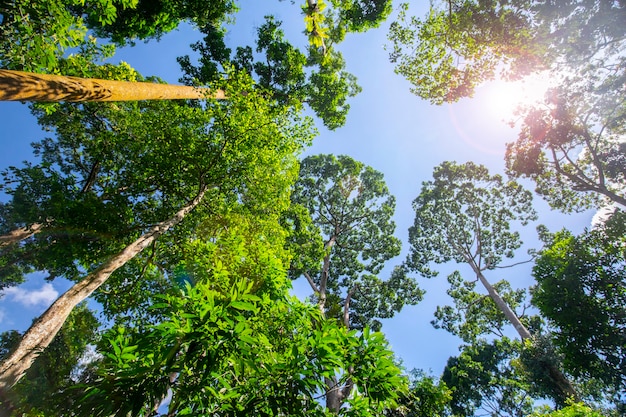 Atrakcja Turystyczna Azji Południowo-wschodniej, Malezja Borneo, Sandakan, Sabah, Wielkie Drzewo W Dżungli