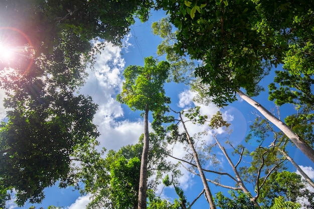 Atrakcja Turystyczna Azji Południowo-wschodniej, Malezja Borneo, Sandakan, Sabah, Wielkie Drzewo W Dżungli