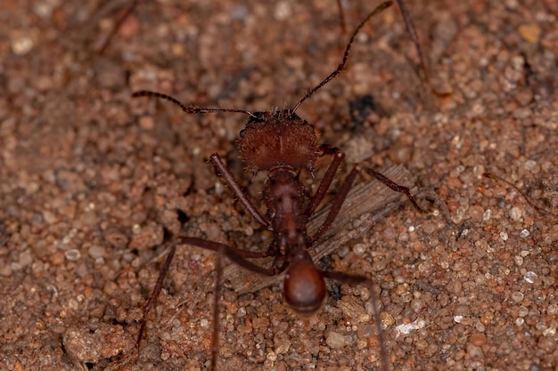 Atta mrówka do cięcia liści z rodzaju Atta pracuje
