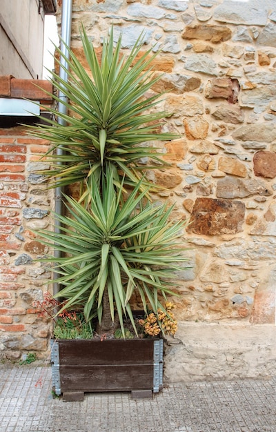 Aucca aloifolia w pobliżu kamiennej ściany