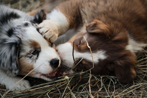 Aussie Blue Merle I Czerwony Tricolor Obgryzają Pysznie Zębami I Walczą O To