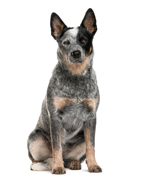 Australian Cattle Dog siedzi przed białą ścianą