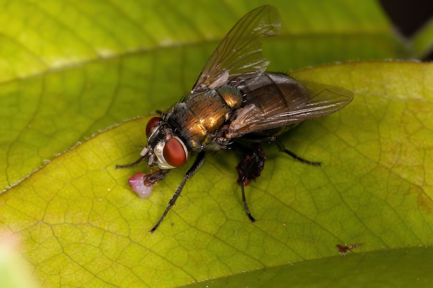 Australian Sheep Blow Fly z gatunku Lucilia cuprina