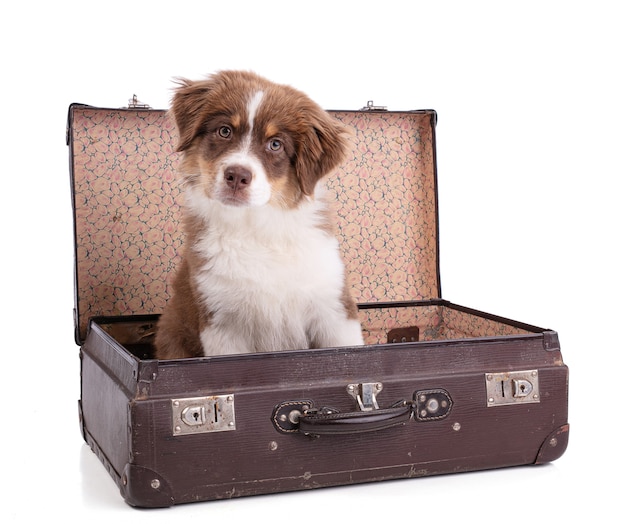 Australian Shepherd Puppy Z Walizką