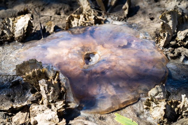 Australijska meduza wyrzucona na plażę na Tasmanii