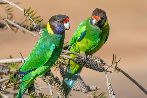 Australijska Ringneck lub Twentyeight Parrot