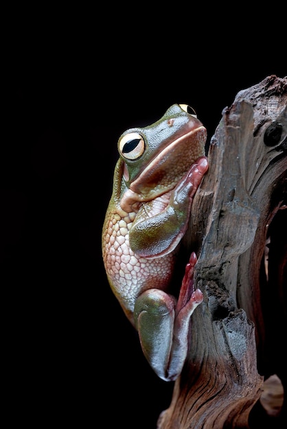 Australijska zielona rzekotka drzewna (koraRanoidea caerulea) na drzewie