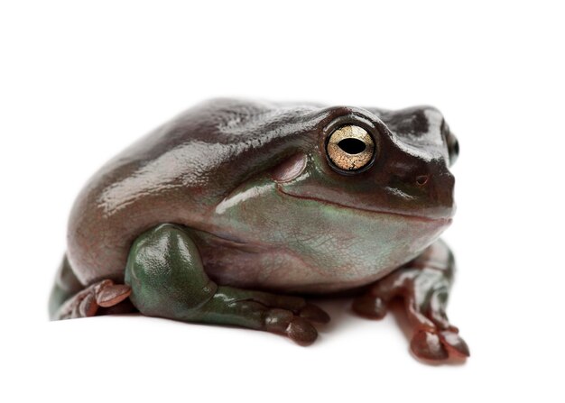 Australijska zielona rzekotka drzewna po prostu zielona rzekotka drzewna w Australii White's Tree Frog lub Dumpy Tree Frog Litoria caerulea na białym tle