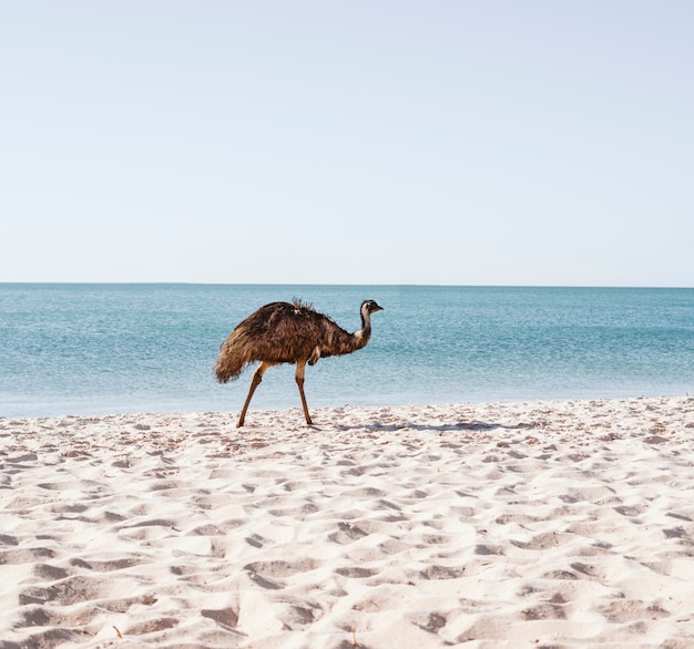 Australijski Emu Przy Plaży