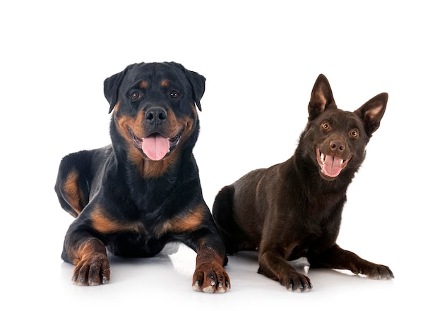 Australijski Kelpie i rottweiler na białym tle