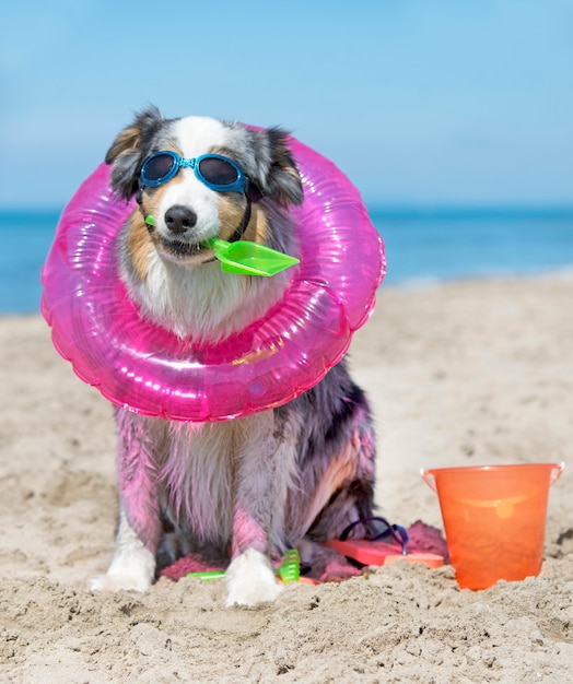 australijski pasterz na plaży