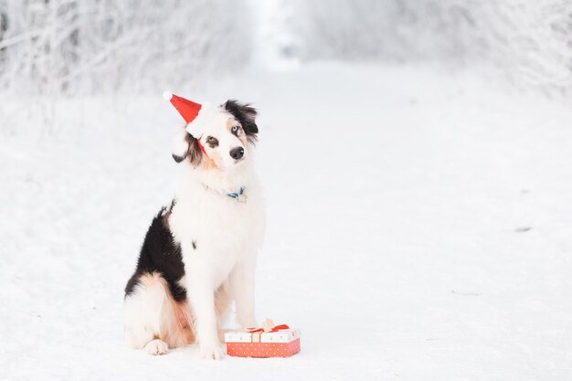 Australijski pasterz w Santa hat siedzi w zimowym lesie z prezentem