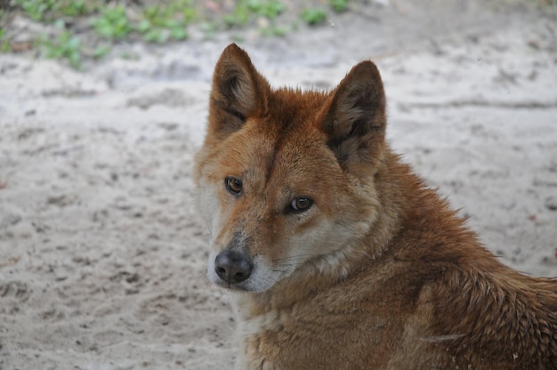 Australijski pies Dingo gapi się