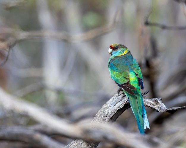 Australijski Ringneck (Barnardius zonarius) znany również jako Mallee Ringneck