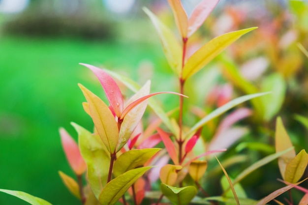 Australijskie Rose Apple / Brush Cherry / Creek Lily Pilly / Creek Satinash W Ogrodzie.