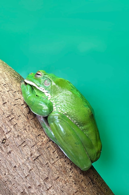 Australijskie żaby Drzewne Lub Litoria