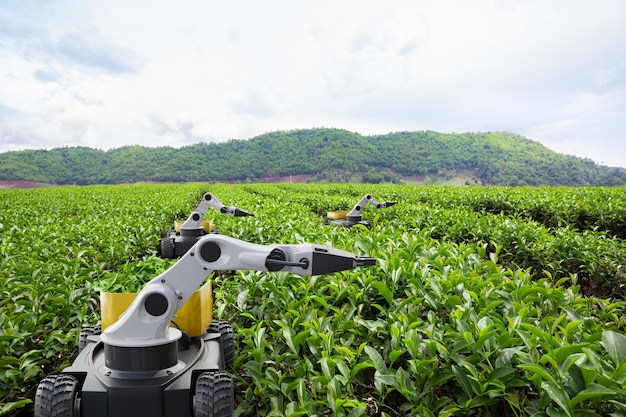 Autonomiczny robot zbierający liście herbaty na polu zielonej herbaty Przyszła technologia 5G z inteligentną koncepcją rolnictwa