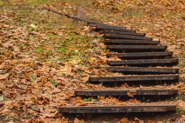 Autumn Park kroki wśród jasnożółtych liści