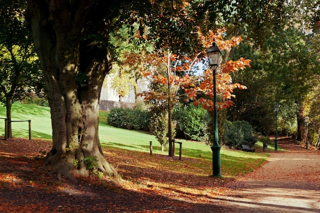 Autumn park scene