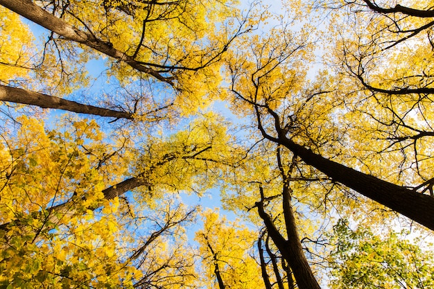 Autumnyellow las. Pogodny krajobraz koloru żółtego park. Jasne drzewa pomarańczowe. Klon