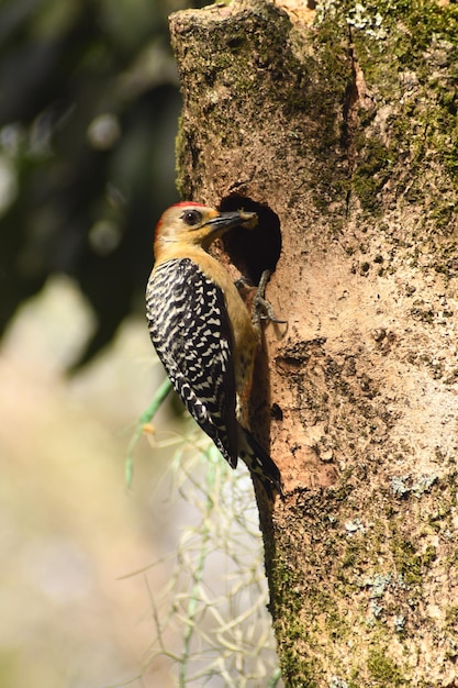 aves i pajaros