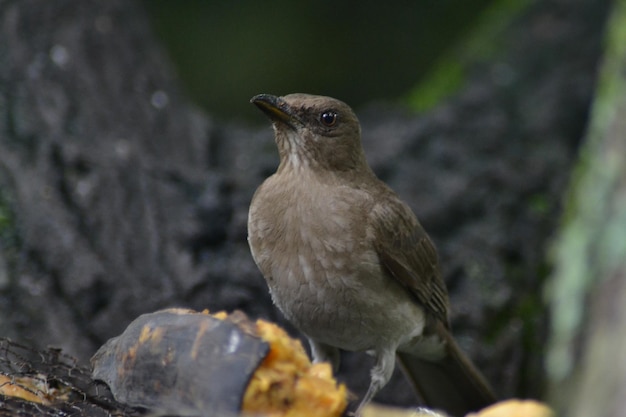 aves i pajaros