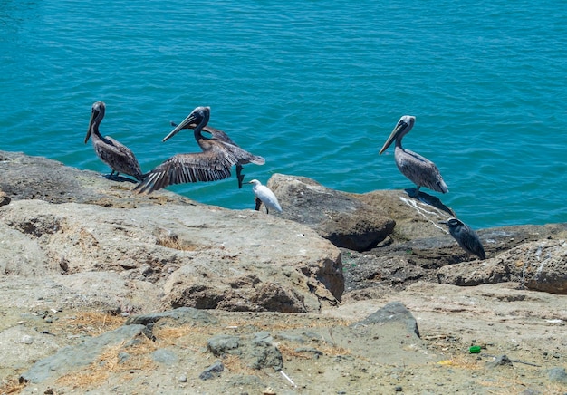 Aves porto de Manta