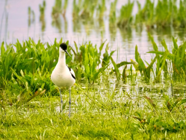 Zdjęcie avocet w jeziorze