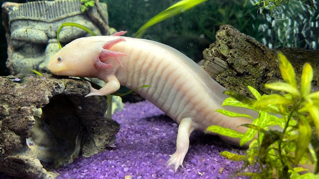 Axolotl meksykańska podwodna salamandra rybna w akwarium