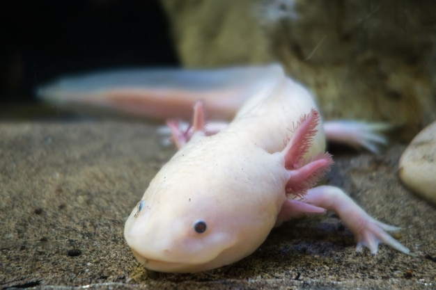 Axolotl na piasku