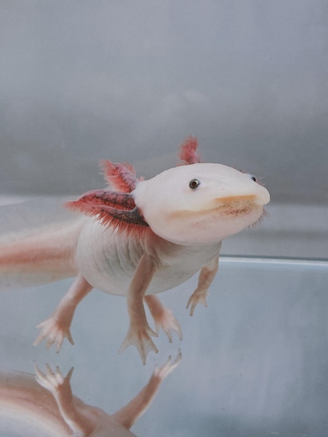 Axolotl z bliska