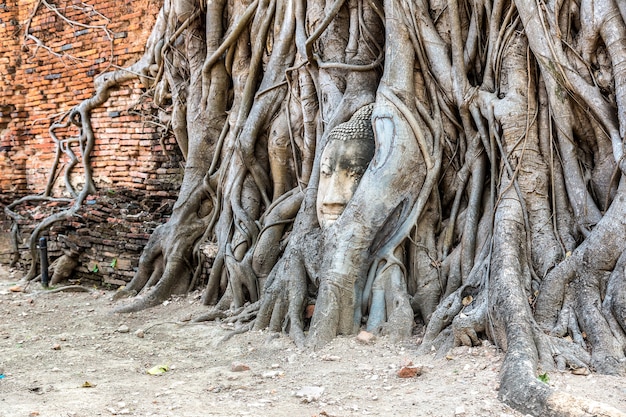 Ayutthaya Statua Buddy W Korzeniach Drzew