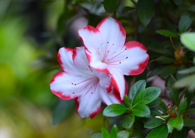 Azalia Indica Taggi Rhododendron Z Bliska