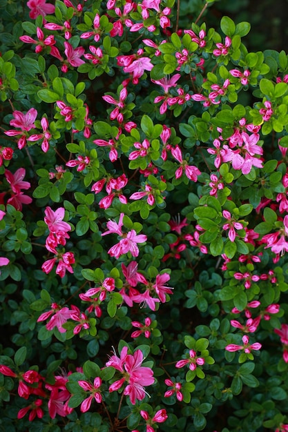 Azalia Japonica Maruschka Zbliżenie Ciemnoróżowych Kwiatów Azalia Japońska Azalia Japonica